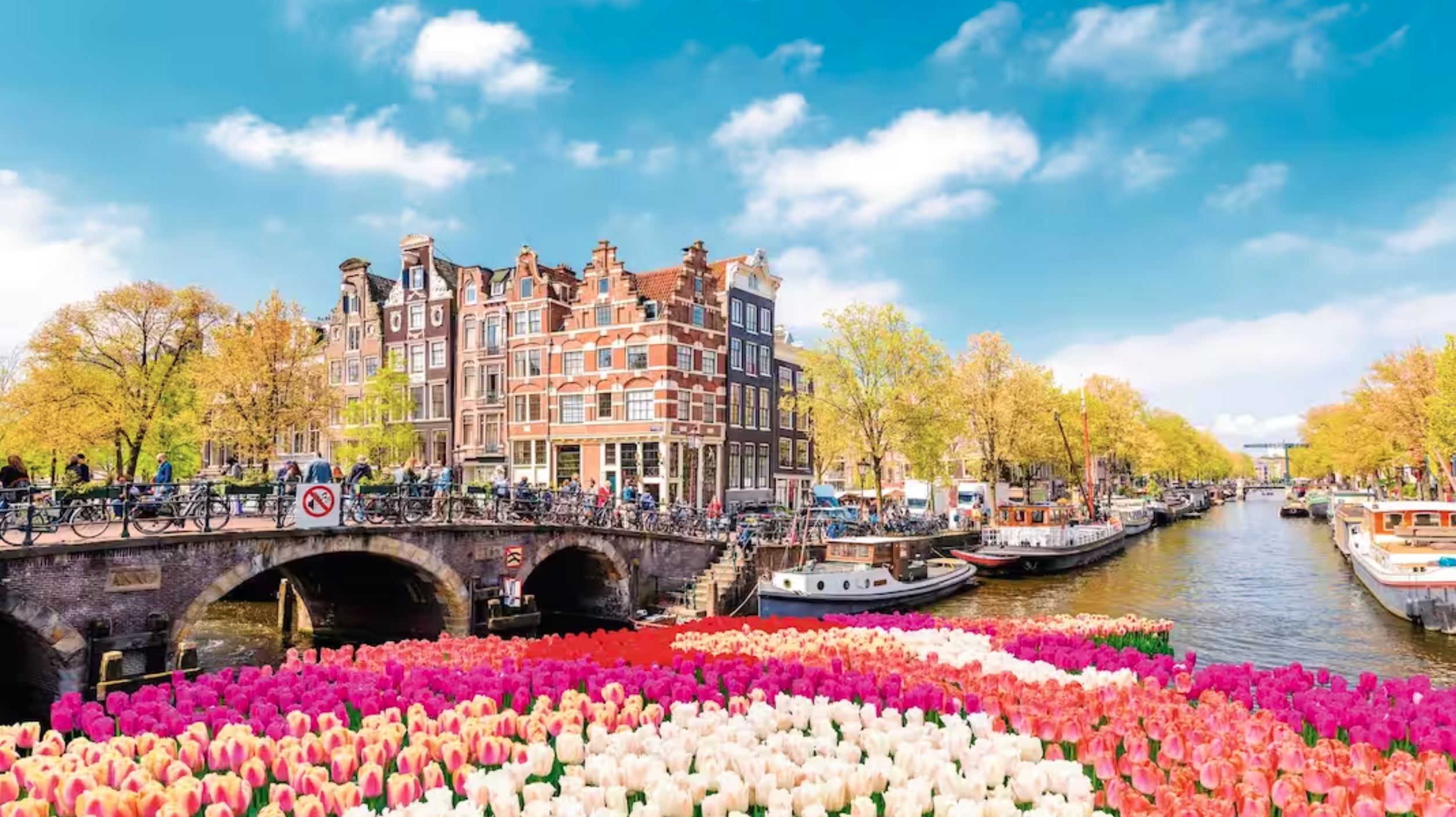 Tulips, canals and buildings in Amsterdam