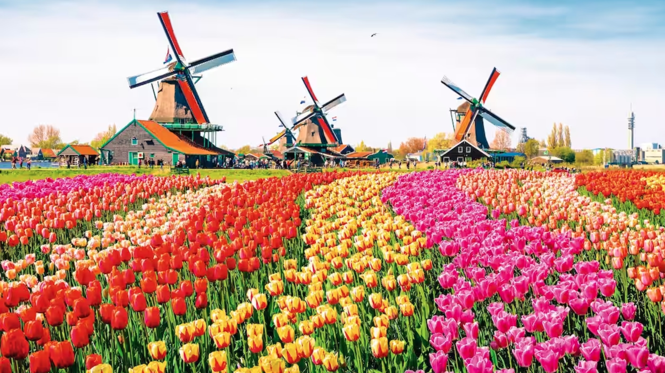 Colourful tulips and windmills painting