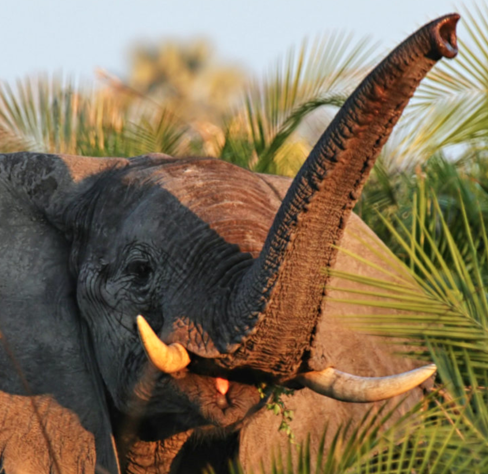 See Elephants on escorted tours of Africa