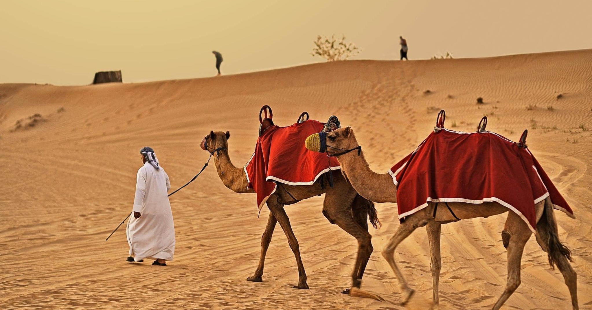 camels in the desert outside Dubai