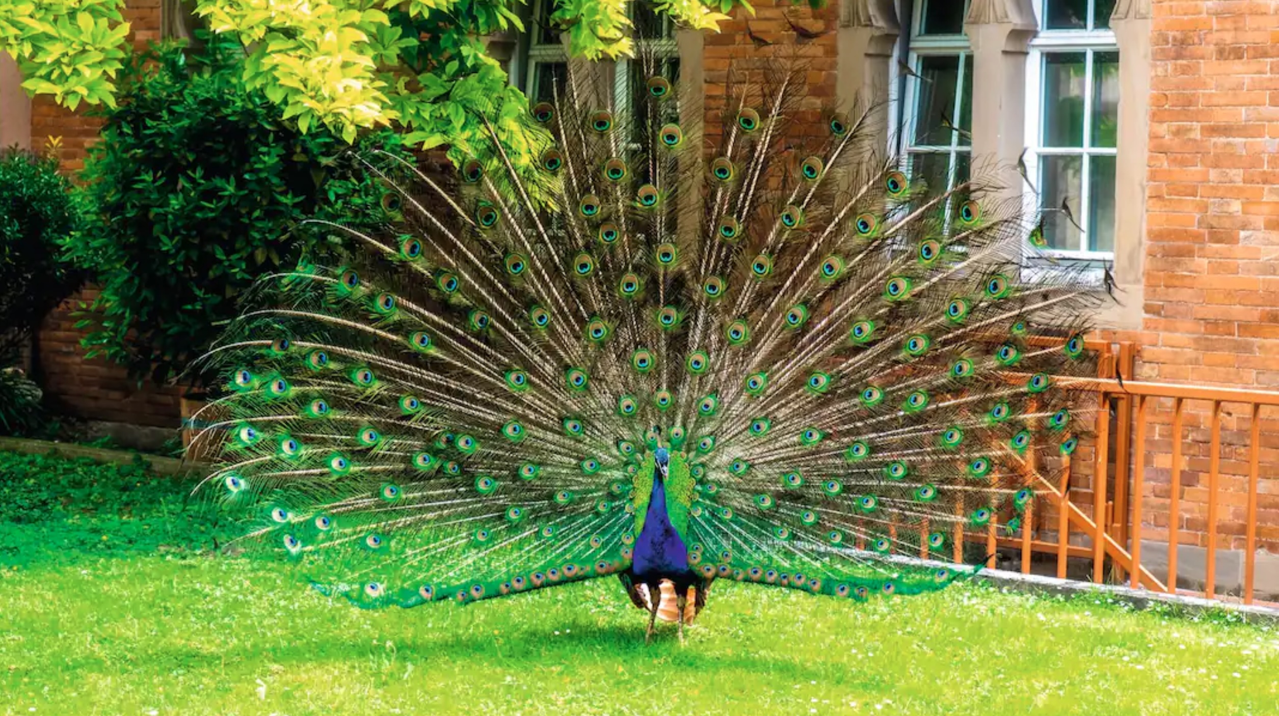 Peacock in Stuttgart park